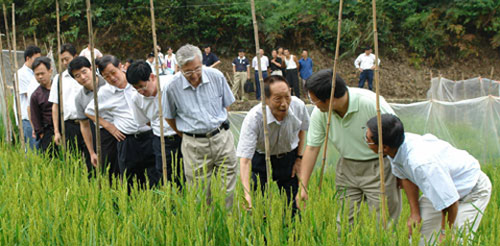 Demonstrating Hybrid Rice by Chinese Chinese Hybrid