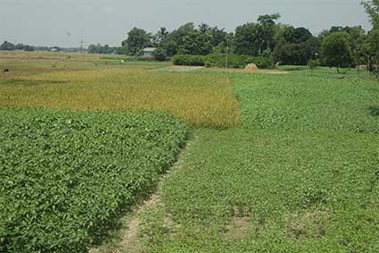 Mixed Cropping