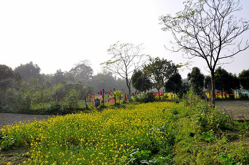Nayakrishi Field