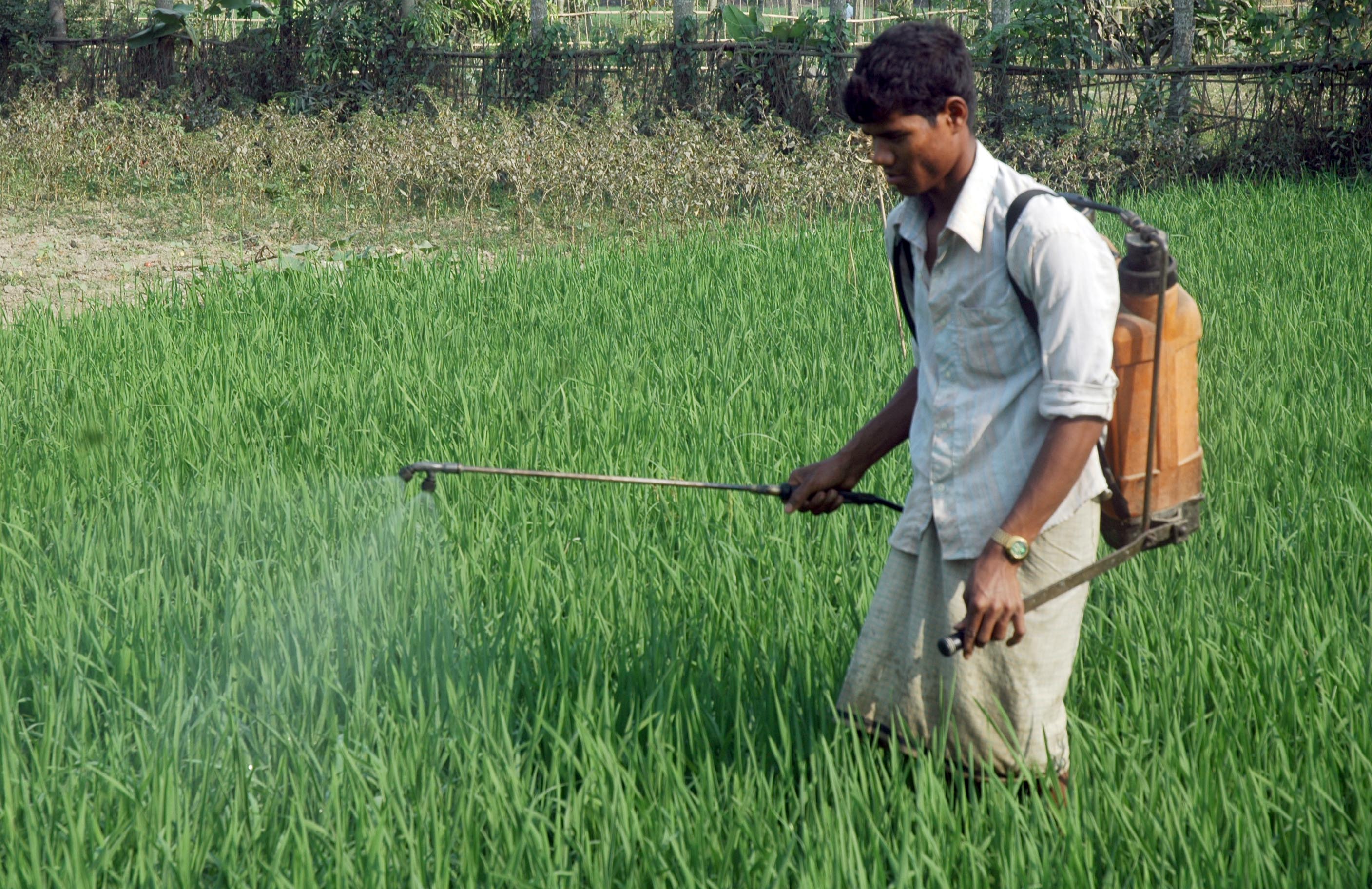 Pesticide spraying in paddy field