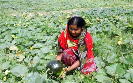 Nayakrishi farmer woman