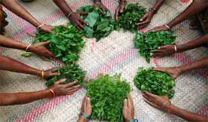 uncultivated leafy vegetables