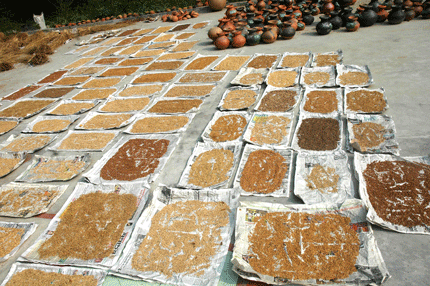 seed drying